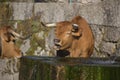 Cows walking in the nature, in Portugal